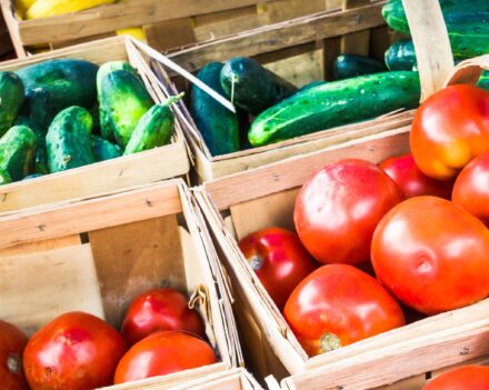 Seasonal dishes with the seed library 3000